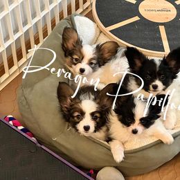 Papillon Puppies from Deragon Papillons