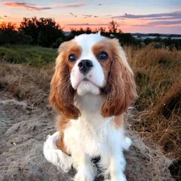 Mookie - Cavalier King Charles Spaniel