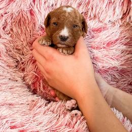 Ms Purple - Red  female Goldendoodle puppy in Kissimmee, Florida from Poodle Doodle Kennels