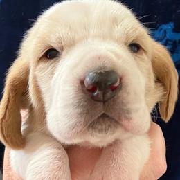 Girl 4 - Red and white female Basset Hound puppy in Kenansville, Florida from Fancy Hounds