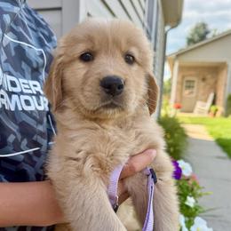 Purple girl - Golden female Golden Retriever puppy in Macy, Indiana from Macy Golden Meadows