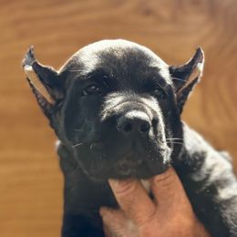 Orange Collar - Black brindle female Cane Corso puppy in Paris, Texas from Knucklehead Cane Corso