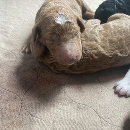 Poodle Puppies from Sweet Country Standards