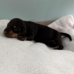 Buzz - Black and tan male Dachshund puppy in Live Oak, Florida from Johnson’s Weiner Farm