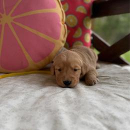 Yellow Collar - Golden female Golden Retriever puppy in Monroe, Tennessee from Golden Girls Furever Friends