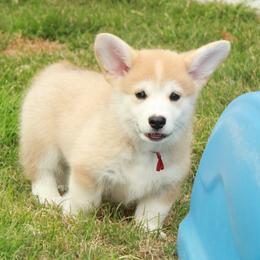 Burgundy Collar Female - Red female Pembroke Welsh Corgi puppy in Victoria, Texas from Clear Creek Corgis