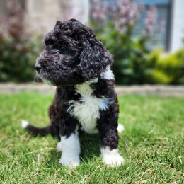 Bernedoodle Puppies from Oklahoma Doodles