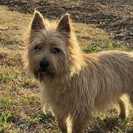 Knox - Cairn Terrier