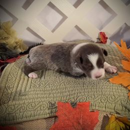 Boy 2 - Red tri-color Miniature American Shepherd puppy in Allentown, Pennsylvania from Great Companions MAS -Pennsylvania