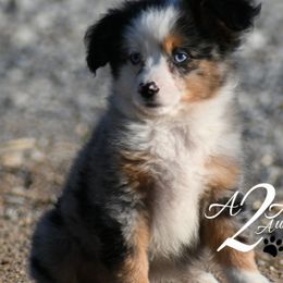 Miniature Australian Shepherds and Toy Australian Shepherds from A2A Aussies