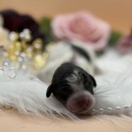 Dachshund Puppies from 208 Dox Dynasty