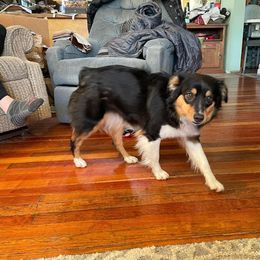 Skeeter - Miniature Australian Shepherd