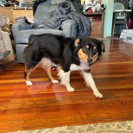 Skeeter - Miniature Australian Shepherd