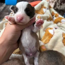 Grey collar boy - Sable male Pembroke Welsh Corgi puppy in Flat Rock, Alabama from Fluffy Butt Acres