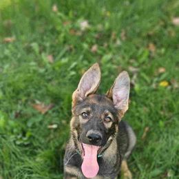 German Shepherd Puppies from Von Thomson Haus