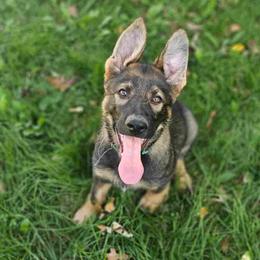 German Shepherd Puppies from Von Thomson Haus