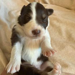 Luka - White and red male Border Collie puppy in Mckinney, Texas from Border Collies of Ruidoso