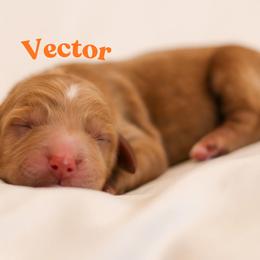 Vector - Red  male Goldendoodle puppy in College Station, Texas from Em & El Doodles