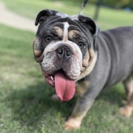 Bulldogs from Lexie's Bulldogs