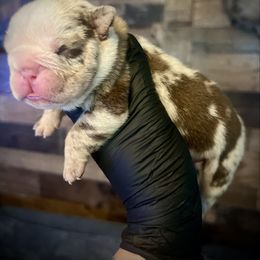 Male 2 - Lilac tri-color male Bulldog puppy in Wellsville, New York from Little Bit of Heaven Kennel