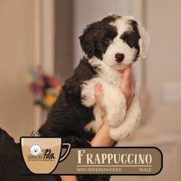 Frappuccino - Black and white male Sheepadoodle puppy in Cleveland, Tennessee from Narrow Path Old English & Sheepadoodles