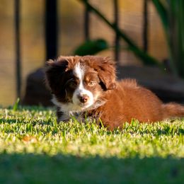 Australian Shepherd and Miniature Australian Shepherd Puppies from Integrity Aussies Tx