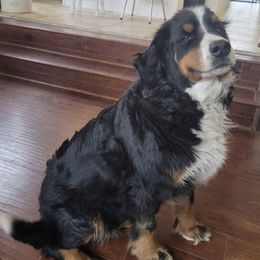Bernese Mountain Dogs and Labrador Retrievers from misty ridge kennels