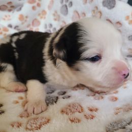 Carletto Beltramini - Blue merle male Toy Australian Shepherd puppy in Laconia, Indiana from Beasley Acres Aussies