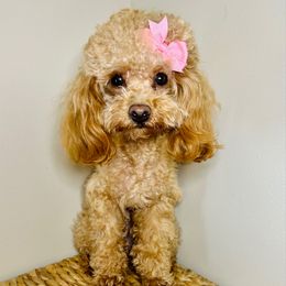 Honey - Poodle