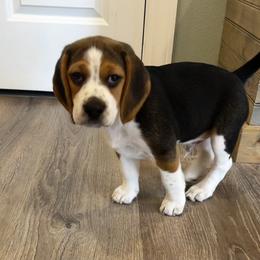 Beagle Puppies from Leslie Beagles of Leslie Farm