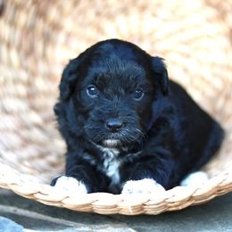 Aussiedoodle Puppies from Johnson’s Highland Pride Aussiedoodles