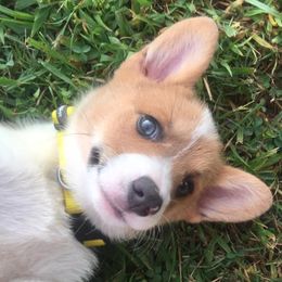 Pembroke Welsh Corgis from Windy Acres Pembroke Welsh