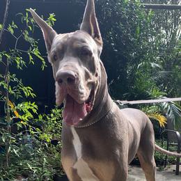 Bendu - Great Dane