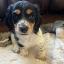 Snickers AKC - Black and tan male Dachshund puppy in Marseilles, Illinois from Zacha’s Doxie House