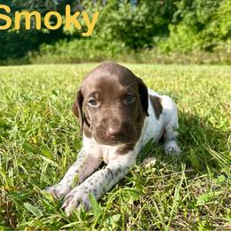 Smoky - White and liver male German Shorthaired Pointer puppy in Spring Valley, Wisconsin from Filipiak Breeders