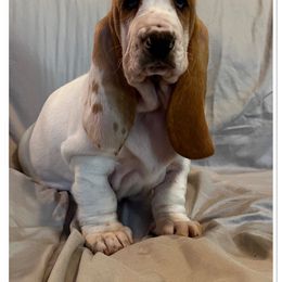 Lavender Collar - Female - Basset Hound puppy from Pawmetto Hounds