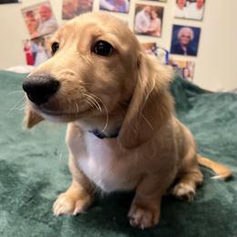 Cap - Cream male Dachshund puppy in Arp, Texas from Barksalot Dachshunds