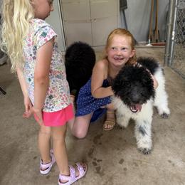 Cockapoo and Goldendoodle Puppies from Diva’s Darling Doodles