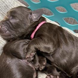 Boykin Spaniels from PABS KENNELS