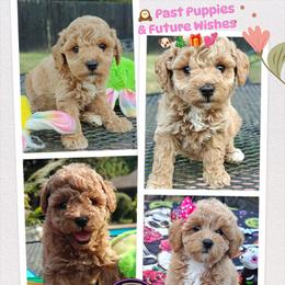 Goldendoodle puppies from Halo's Heroes Doodles