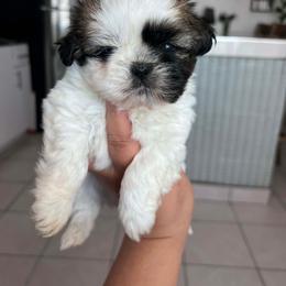 Benji - Tricolor male Shih Tzu puppy in Azusa, California from RJ Shih Tzu lover