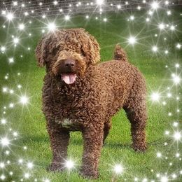 Spanish Water Dog Puppies from LIJA Spanish Water Dogs