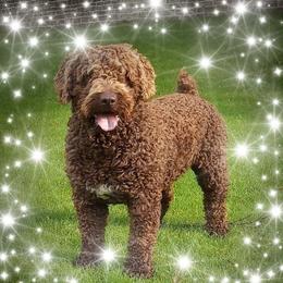 Spanish Water Dog Puppies from LIJA Spanish Water Dogs