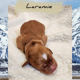 Laramie - Dark golden male Golden Retriever puppy in Shelton, Washington from Kennedy Goldens