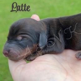Latte - Red male Dachshund puppy in Brandon, Mississippi from A & N Kennel’s Mini Dachshunds