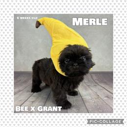 Merle - Liver male Shih Tzu puppy in Beatrice, Nebraska from I Shih Tzu Not Puppies
