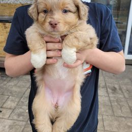 Miniature Australian Shepherd Puppies from Mirarchi Meadow LLC