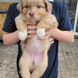 Miniature Australian Shepherd Puppies from Mirarchi Meadow LLC