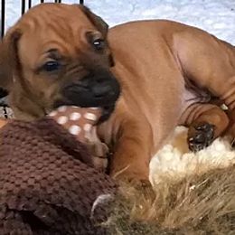 Rhodesian Ridgebacks from Lions Gate  Rhodesian Ridgebacks