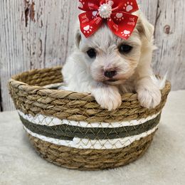 Zoe - White female Maltese puppy in Monticello, Iowa from Ashley’s Puppies